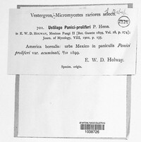 Ustilago panici-proliferi image